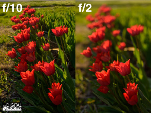 Aperture Priority and Depth of Field in Digital Photography
